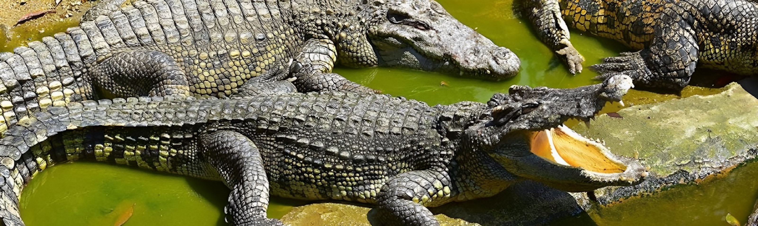 Crocodile casino