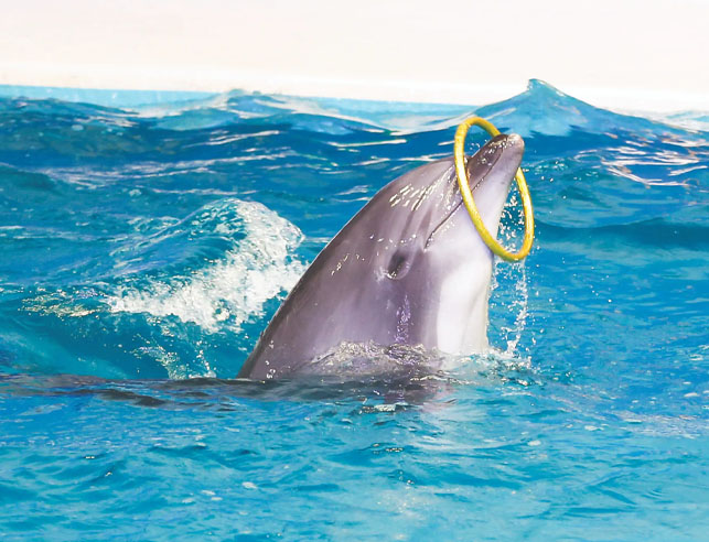 Dubai Dolphinarium Open Dated Tickets