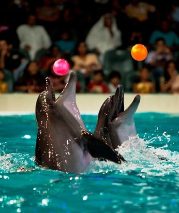 Dolphin & Seal Show Regular Open dated Tickets
