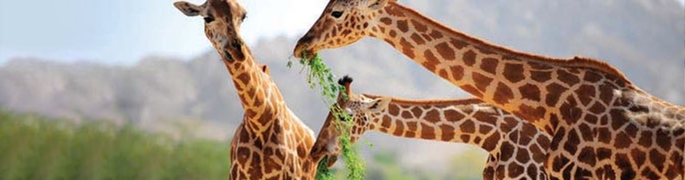 Explore the Thrills & Wildlife Harmony at Al Ain Zoo