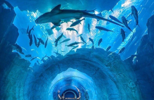 Discover the Aquarium Tunnel & Underwater Zoo