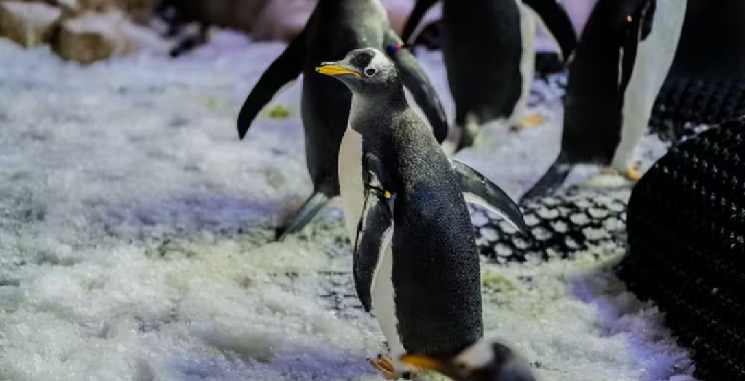 Dubai Aquarium and Penguin Encounter Tickets