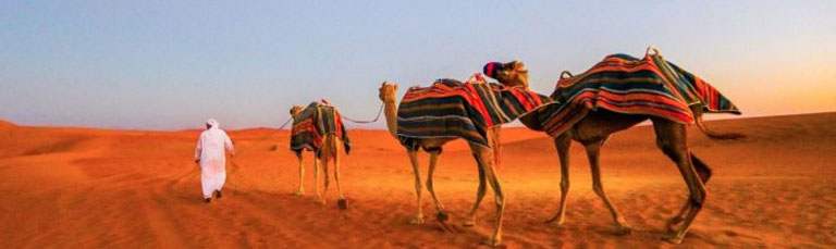 Camel Trekking Abu Dhabi Tour Tickets