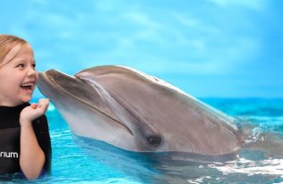 Dubai Dolphinarium Pricing