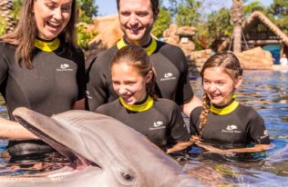 Swimming with Dolphins