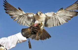 Falconry: A Cultural Tradition