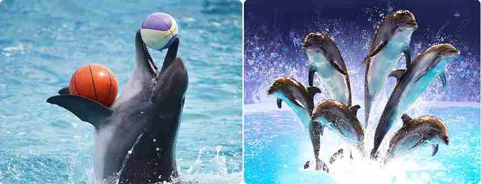 2024 Dolphin & Sea Lion show ticket Price- 30% Off Discounted Deal